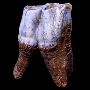 3.1" Woolly Rhinoceros Fossil Rooted Tooth Pleistocene Age Megafauna Russia COA