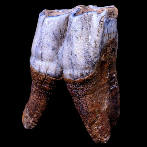 3.1" Woolly Rhinoceros Fossil Rooted Tooth Pleistocene Age Megafauna Russia COA - Fossil Age Minerals