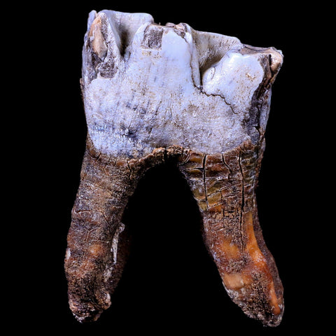 3.1" Woolly Rhinoceros Fossil Rooted Tooth Pleistocene Age Megafauna Russia COA - Fossil Age Minerals