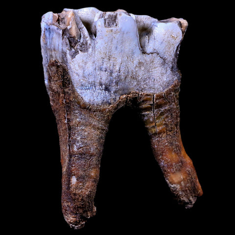 3.1" Woolly Rhinoceros Fossil Rooted Tooth Pleistocene Age Megafauna Russia COA - Fossil Age Minerals