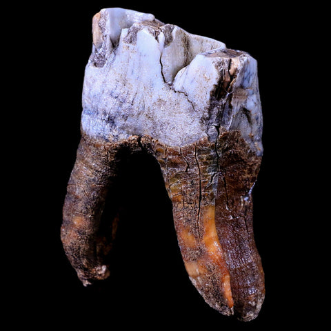 3.1" Woolly Rhinoceros Fossil Rooted Tooth Pleistocene Age Megafauna Russia COA - Fossil Age Minerals