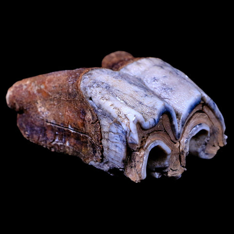 3.1" Woolly Rhinoceros Fossil Rooted Tooth Pleistocene Age Megafauna Russia COA - Fossil Age Minerals
