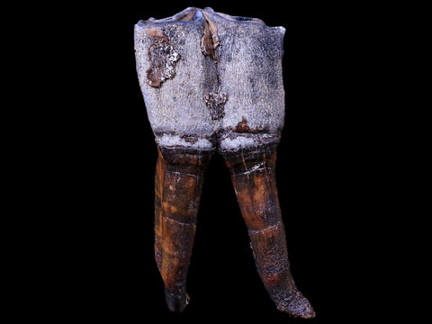 3.9" Woolly Rhinoceros Fossil Rooted Tooth Pleistocene Age Megafauna Russia COA - Fossil Age Minerals