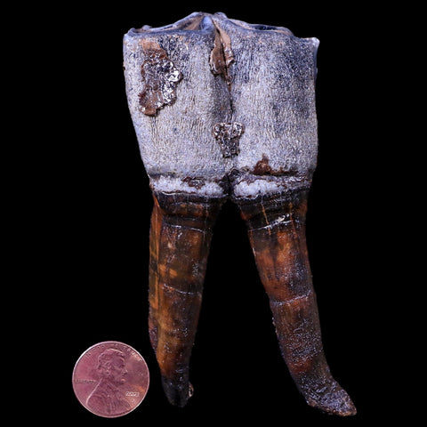 3.9" Woolly Rhinoceros Fossil Rooted Tooth Pleistocene Age Megafauna Russia COA - Fossil Age Minerals