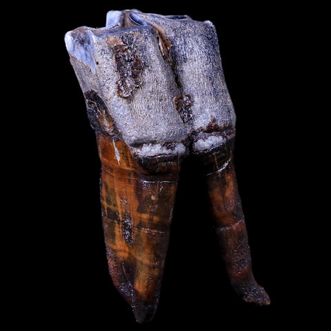 3.9" Woolly Rhinoceros Fossil Rooted Tooth Pleistocene Age Megafauna Russia COA - Fossil Age Minerals