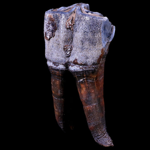 3.9" Woolly Rhinoceros Fossil Rooted Tooth Pleistocene Age Megafauna Russia COA - Fossil Age Minerals