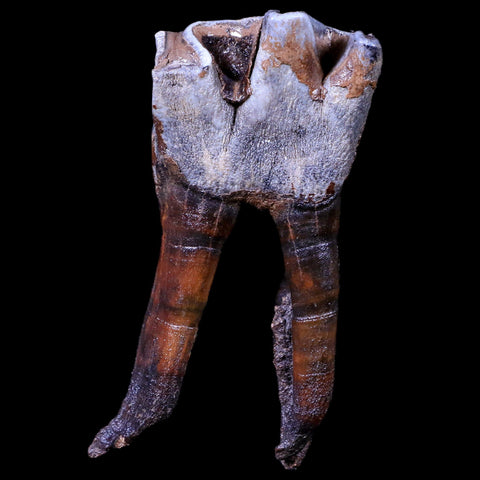 3.9" Woolly Rhinoceros Fossil Rooted Tooth Pleistocene Age Megafauna Russia COA - Fossil Age Minerals
