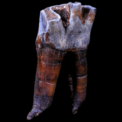 3.9" Woolly Rhinoceros Fossil Rooted Tooth Pleistocene Age Megafauna Russia COA - Fossil Age Minerals