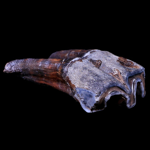 3.9" Woolly Rhinoceros Fossil Rooted Tooth Pleistocene Age Megafauna Russia COA - Fossil Age Minerals