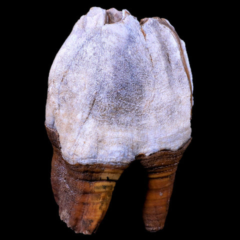 3.9" Woolly Rhinoceros Fossil Rooted Tooth Pleistocene Age Megafauna Russia COA - Fossil Age Minerals