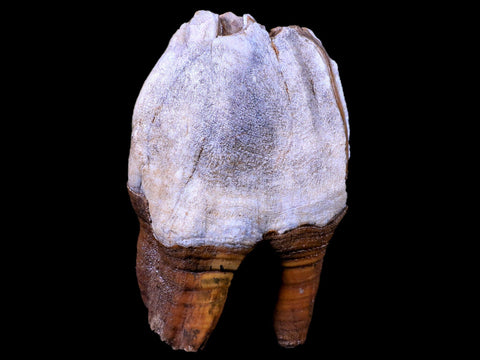 3.9" Woolly Rhinoceros Fossil Rooted Tooth Pleistocene Age Megafauna Russia COA - Fossil Age Minerals