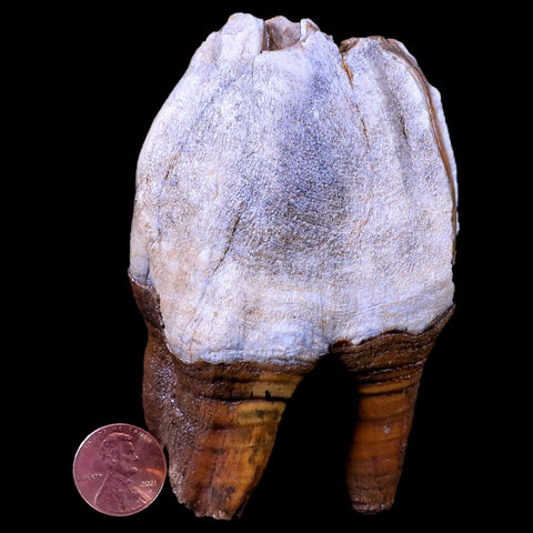 3.9" Woolly Rhinoceros Fossil Rooted Tooth Pleistocene Age Megafauna Russia COA - Fossil Age Minerals