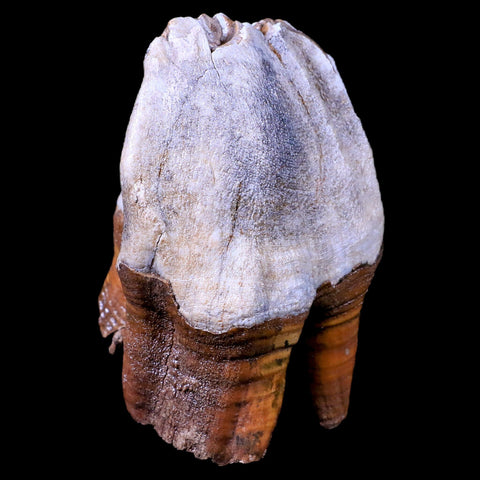 3.9" Woolly Rhinoceros Fossil Rooted Tooth Pleistocene Age Megafauna Russia COA - Fossil Age Minerals
