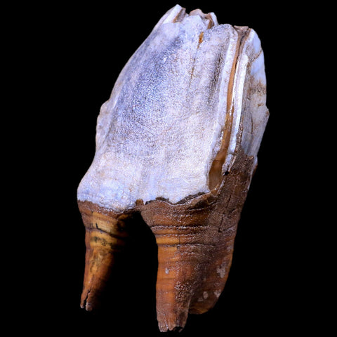 3.9" Woolly Rhinoceros Fossil Rooted Tooth Pleistocene Age Megafauna Russia COA - Fossil Age Minerals
