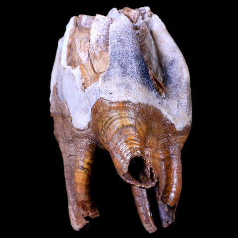 3.9" Woolly Rhinoceros Fossil Rooted Tooth Pleistocene Age Megafauna Russia COA - Fossil Age Minerals