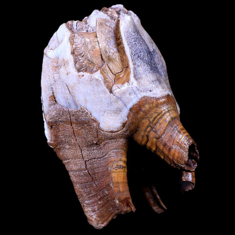 3.9" Woolly Rhinoceros Fossil Rooted Tooth Pleistocene Age Megafauna Russia COA - Fossil Age Minerals