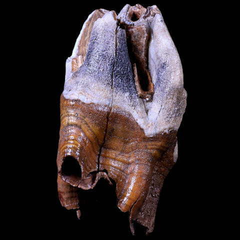 3.9" Woolly Rhinoceros Fossil Rooted Tooth Pleistocene Age Megafauna Russia COA - Fossil Age Minerals