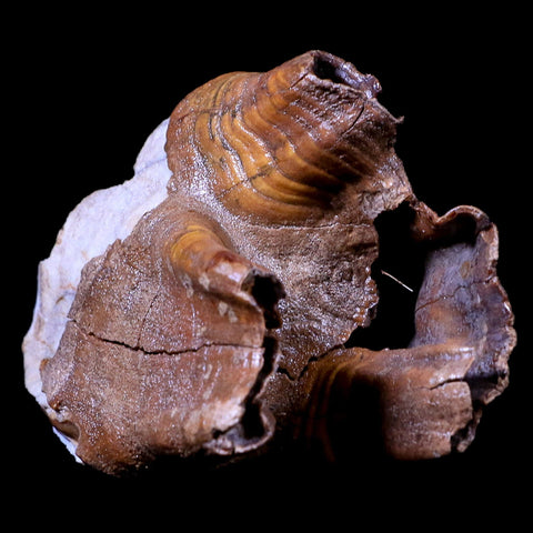 3.9" Woolly Rhinoceros Fossil Rooted Tooth Pleistocene Age Megafauna Russia COA - Fossil Age Minerals