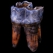 2.6" Woolly Rhinoceros Fossil Rooted Tooth Pleistocene Age Megafauna Russia COA