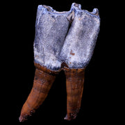 3.9" Woolly Rhinoceros Fossil Rooted Tooth Pleistocene Age Megafauna Russia COA