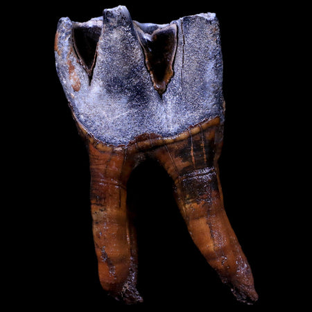 3.9" Woolly Rhinoceros Fossil Rooted Tooth Pleistocene Age Megafauna Russia COA