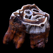 3" Woolly Rhinoceros Fossil Rooted Tooth Pleistocene Age Megafauna Russia COA