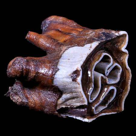 3" Woolly Rhinoceros Fossil Rooted Tooth Pleistocene Age Megafauna Russia COA
