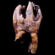 3.9" Woolly Rhinoceros Fossil Rooted Tooth Pleistocene Age Megafauna Russia COA