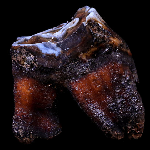 2.8" Woolly Rhinoceros Fossil Rooted Tooth Pleistocene Age Megafauna Russia COA - Fossil Age Minerals