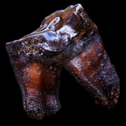 2.8" Woolly Rhinoceros Fossil Rooted Tooth Pleistocene Age Megafauna Russia COA