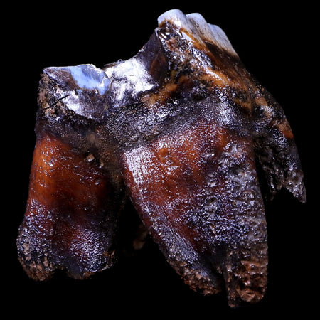 2.8" Woolly Rhinoceros Fossil Rooted Tooth Pleistocene Age Megafauna Russia COA