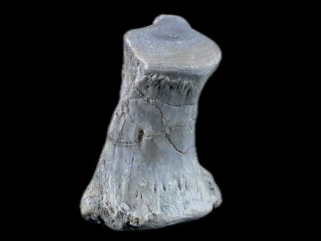 1" Oreodont Merycoidodon Fossil Vertebrae Bone Oligocene Age Badlands SD COA