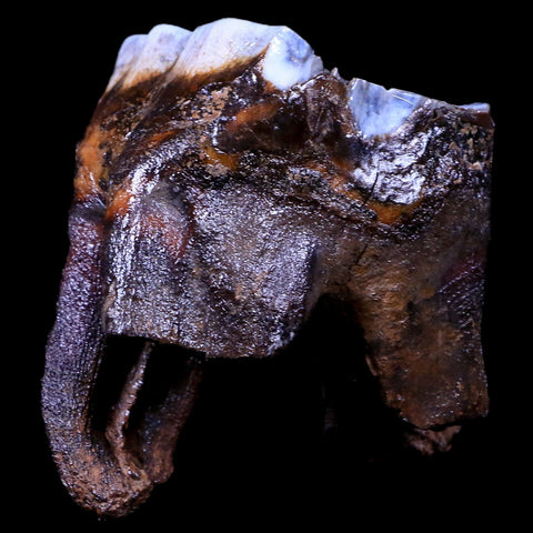 2.8" Woolly Rhinoceros Fossil Rooted Tooth Pleistocene Age Megafauna Russia COA - Fossil Age Minerals