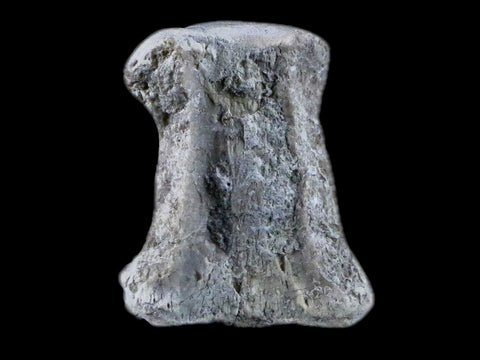 1" Oreodont Merycoidodon Fossil Vertebrae Bone Oligocene Age Badlands SD COA - Fossil Age Minerals