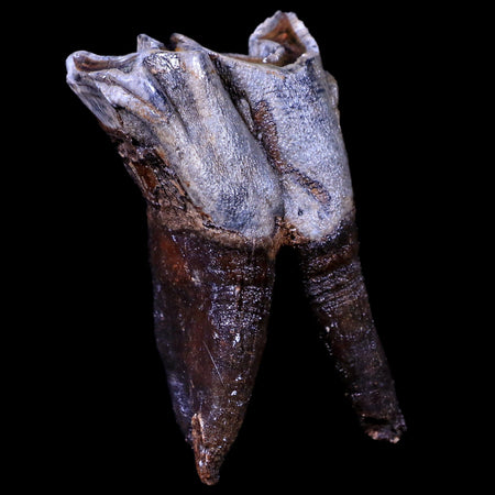 3.3" Woolly Rhinoceros Fossil Rooted Tooth Pleistocene Age Megafauna Russia COA