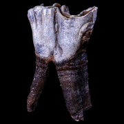3.3" Woolly Rhinoceros Fossil Rooted Tooth Pleistocene Age Megafauna Russia COA