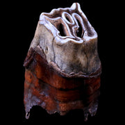 3.4" Woolly Rhinoceros Fossil Rooted Tooth Pleistocene Age Megafauna Russia COA
