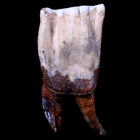 3.4" Woolly Rhinoceros Fossil Rooted Tooth Pleistocene Age Megafauna Russia COA