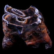 2.4" Woolly Rhinoceros Fossil Rooted Tooth Pleistocene Age Megafauna Russia COA