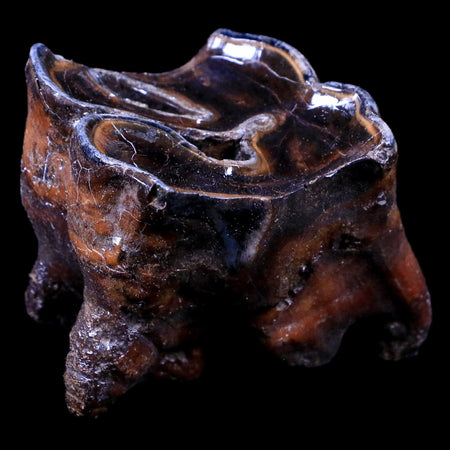2.4" Woolly Rhinoceros Fossil Rooted Tooth Pleistocene Age Megafauna Russia COA