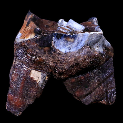 2.5" Woolly Rhinoceros Fossil Rooted Tooth Pleistocene Age Megafauna Russia COA - Fossil Age Minerals