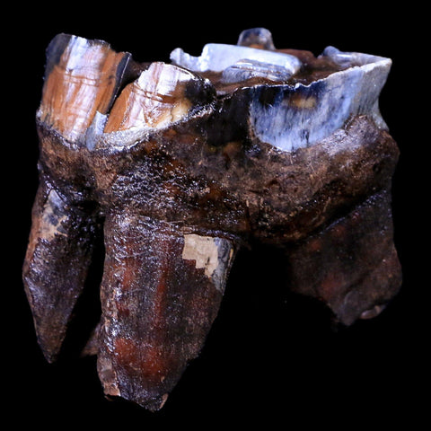 2.5" Woolly Rhinoceros Fossil Rooted Tooth Pleistocene Age Megafauna Russia COA - Fossil Age Minerals