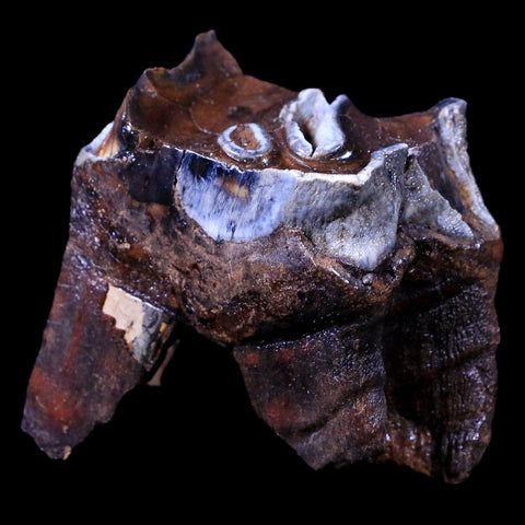 2.5" Woolly Rhinoceros Fossil Rooted Tooth Pleistocene Age Megafauna Russia COA - Fossil Age Minerals