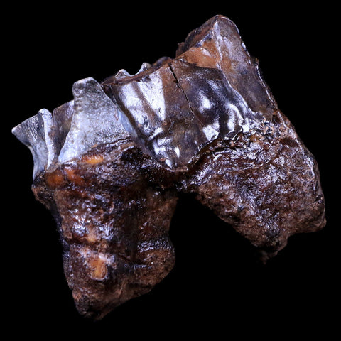 2.5" Woolly Rhinoceros Fossil Rooted Tooth Pleistocene Age Megafauna Russia COA - Fossil Age Minerals