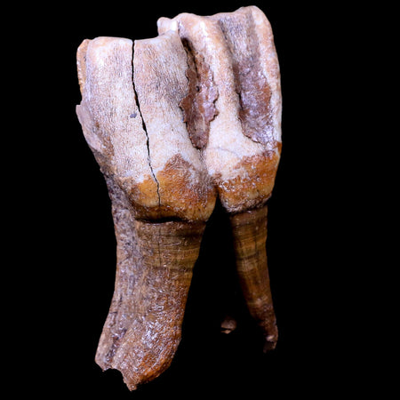 3.9" Woolly Rhinoceros Fossil Rooted Tooth Pleistocene Age Megafauna Russia COA