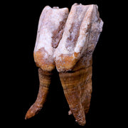 3.9" Woolly Rhinoceros Fossil Rooted Tooth Pleistocene Age Megafauna Russia COA