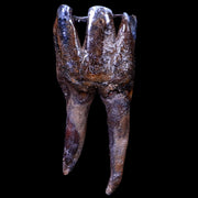 3.7" Woolly Rhinoceros Fossil Rooted Tooth Pleistocene Age Megafauna Russia COA