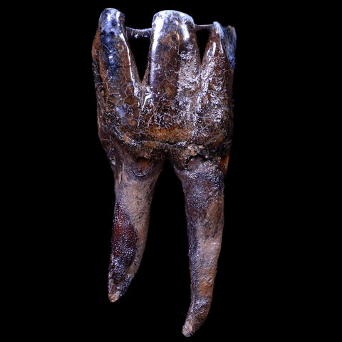 3.7" Woolly Rhinoceros Fossil Rooted Tooth Pleistocene Age Megafauna Russia COA - Fossil Age Minerals