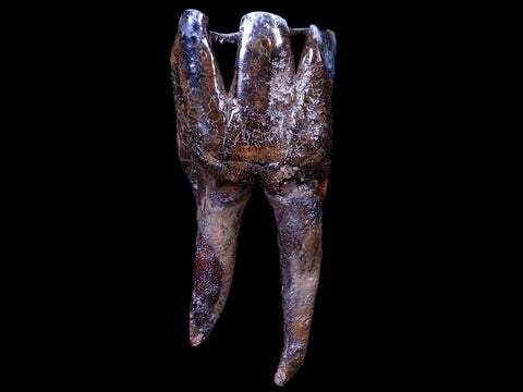 3.7" Woolly Rhinoceros Fossil Rooted Tooth Pleistocene Age Megafauna Russia COA - Fossil Age Minerals