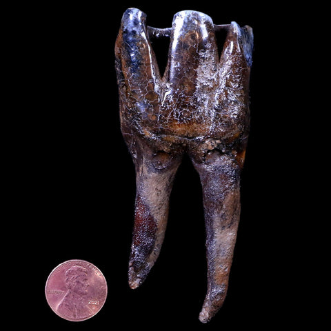 3.7" Woolly Rhinoceros Fossil Rooted Tooth Pleistocene Age Megafauna Russia COA - Fossil Age Minerals